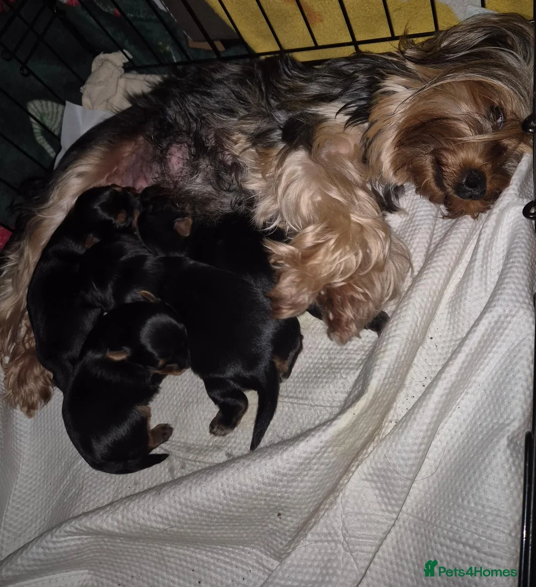 Yorkshire Terrier dogs for sale: 🐾 Beautiful Yorkshire Terrier Girls - Advert 1