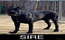 Cane Corso dogs for sale: CANE CORSO. FULL PEDIGREE. CHAMPION BLOODLINE. - Image 8