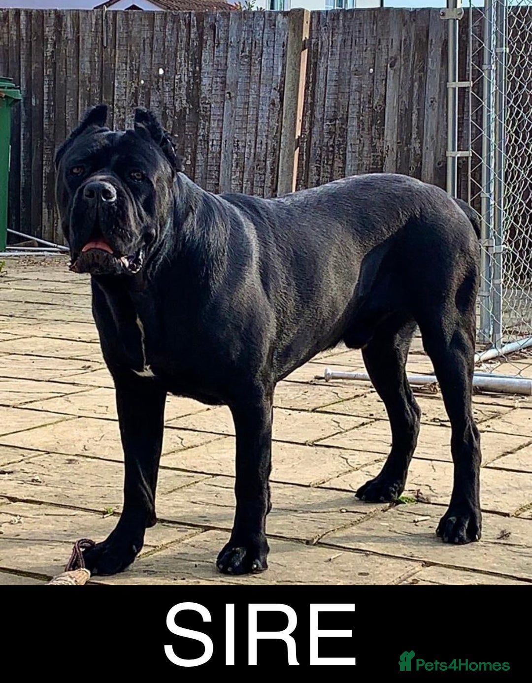 Cane Corso dogs for sale: CANE CORSO. FULL PEDIGREE. CHAMPION BLOODLINE. - Image 8