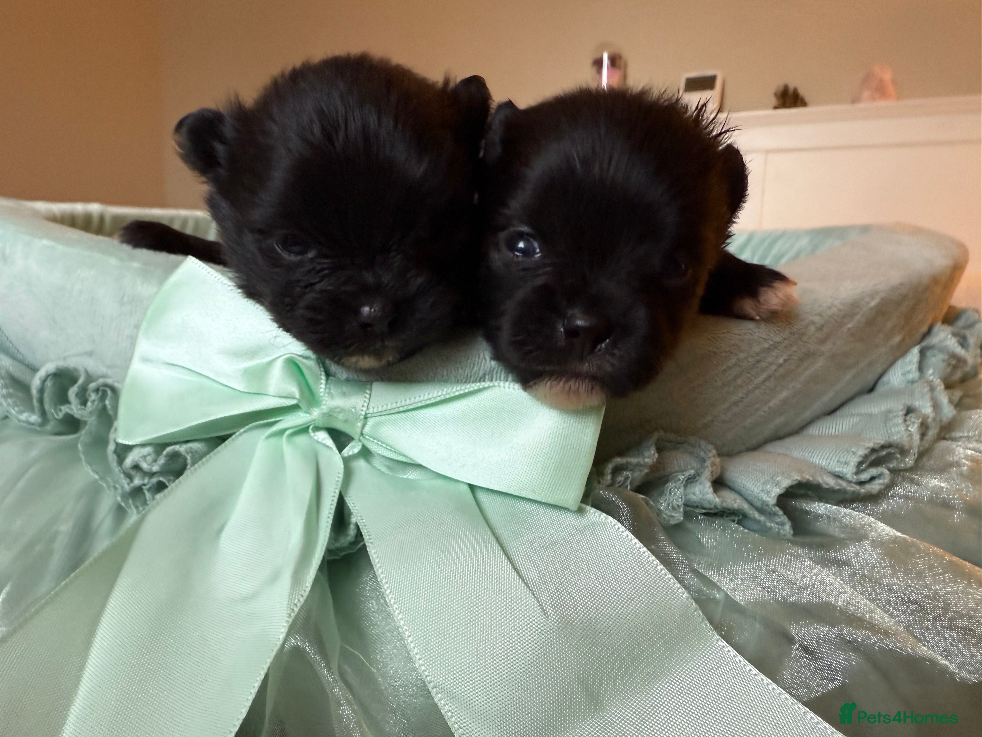 Pomeranian dogs Black, chocolate tri colour carrier girls - Advert 7