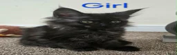 Maine Coon cats for sale: 2 Maine Coon girls. - Advert 12