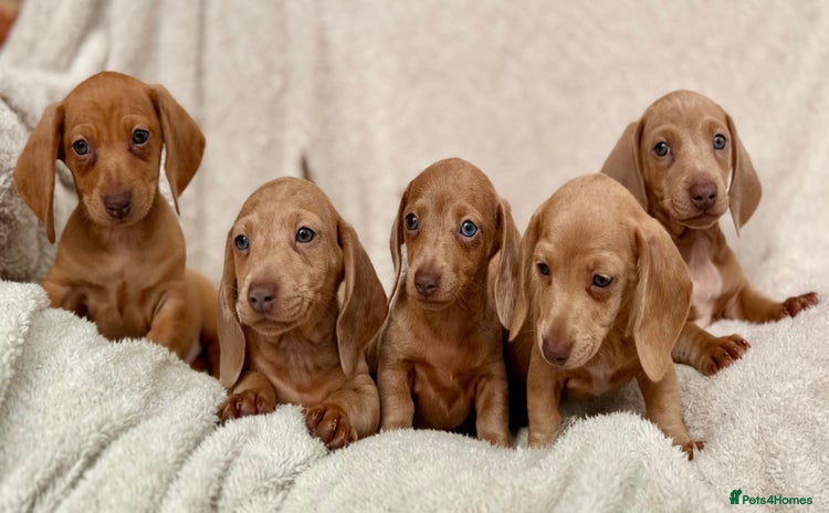 Miniature Dachshund dogs - Advert 1