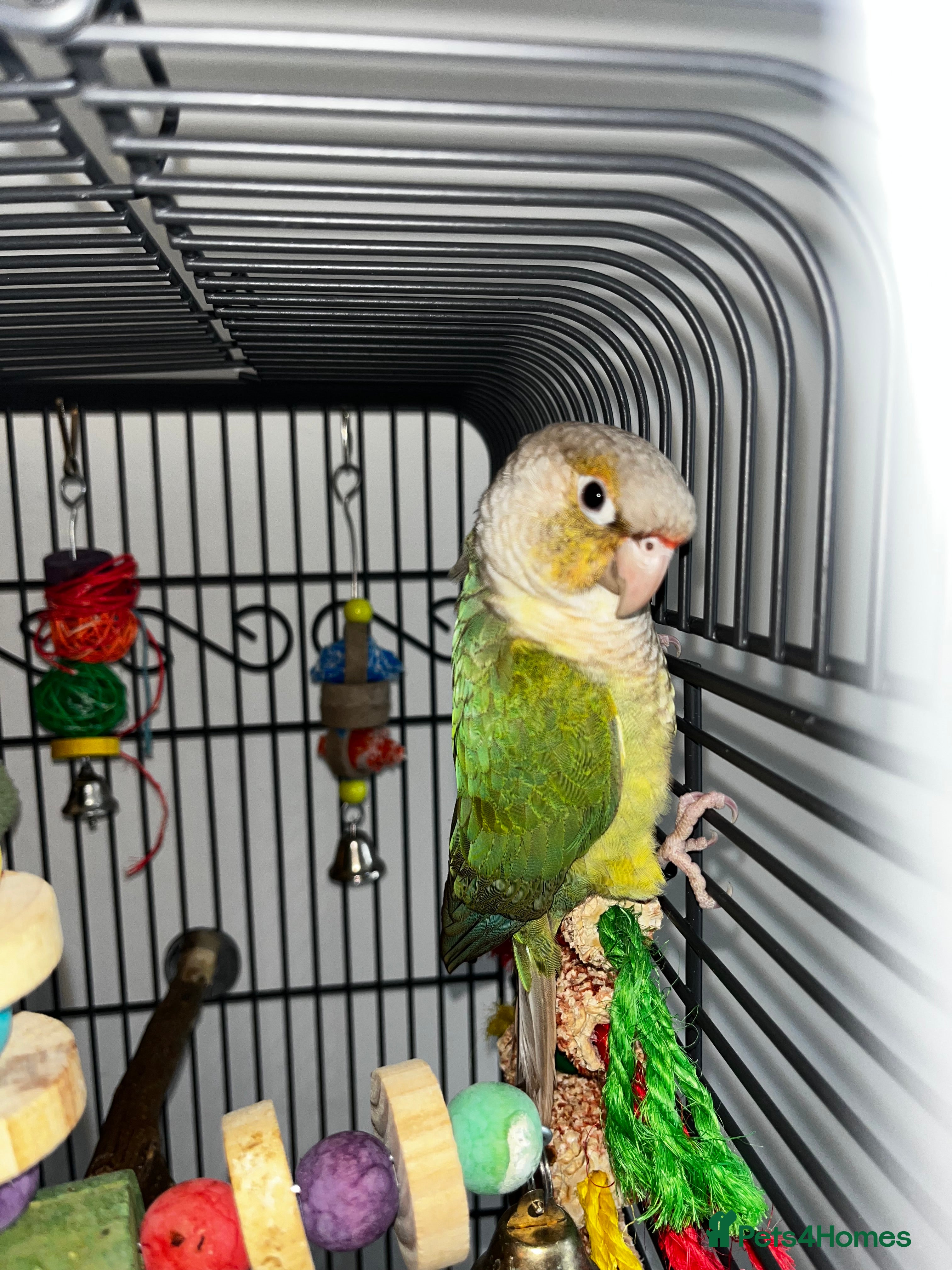 Conures birds Conure for sale with cage and toys - Advert 1