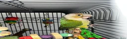 Conures birds for sale: Conure for sale with cage and toys - Advert 1