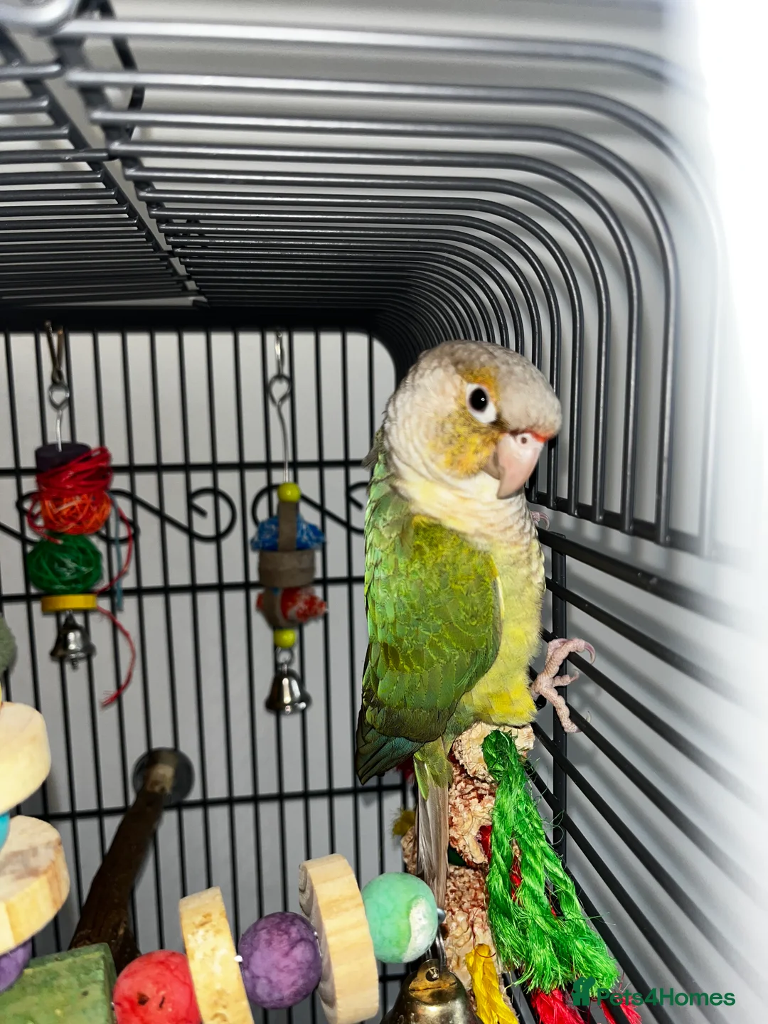 Conures birds for sale: Conure for sale with cage and toys - Advert 1