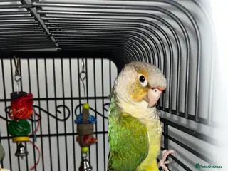 Conures birds Conure for sale with cage and toys - Advert 5