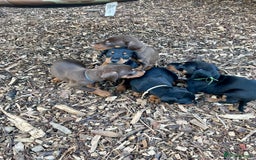 Dobermann dogs for sale: Doberman pups - Advert 8