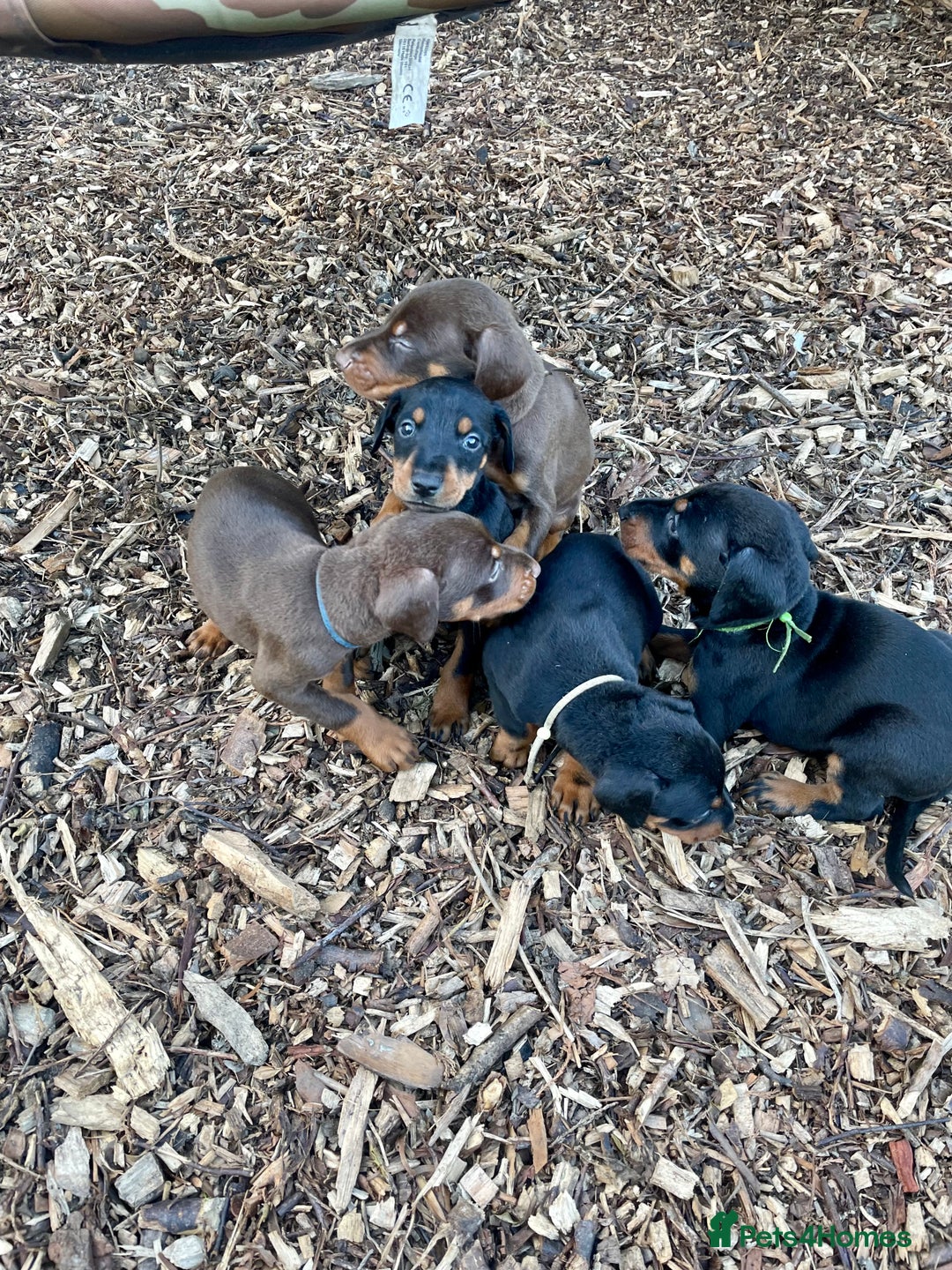Dobermann dogs for sale: Doberman pups - Advert 8
