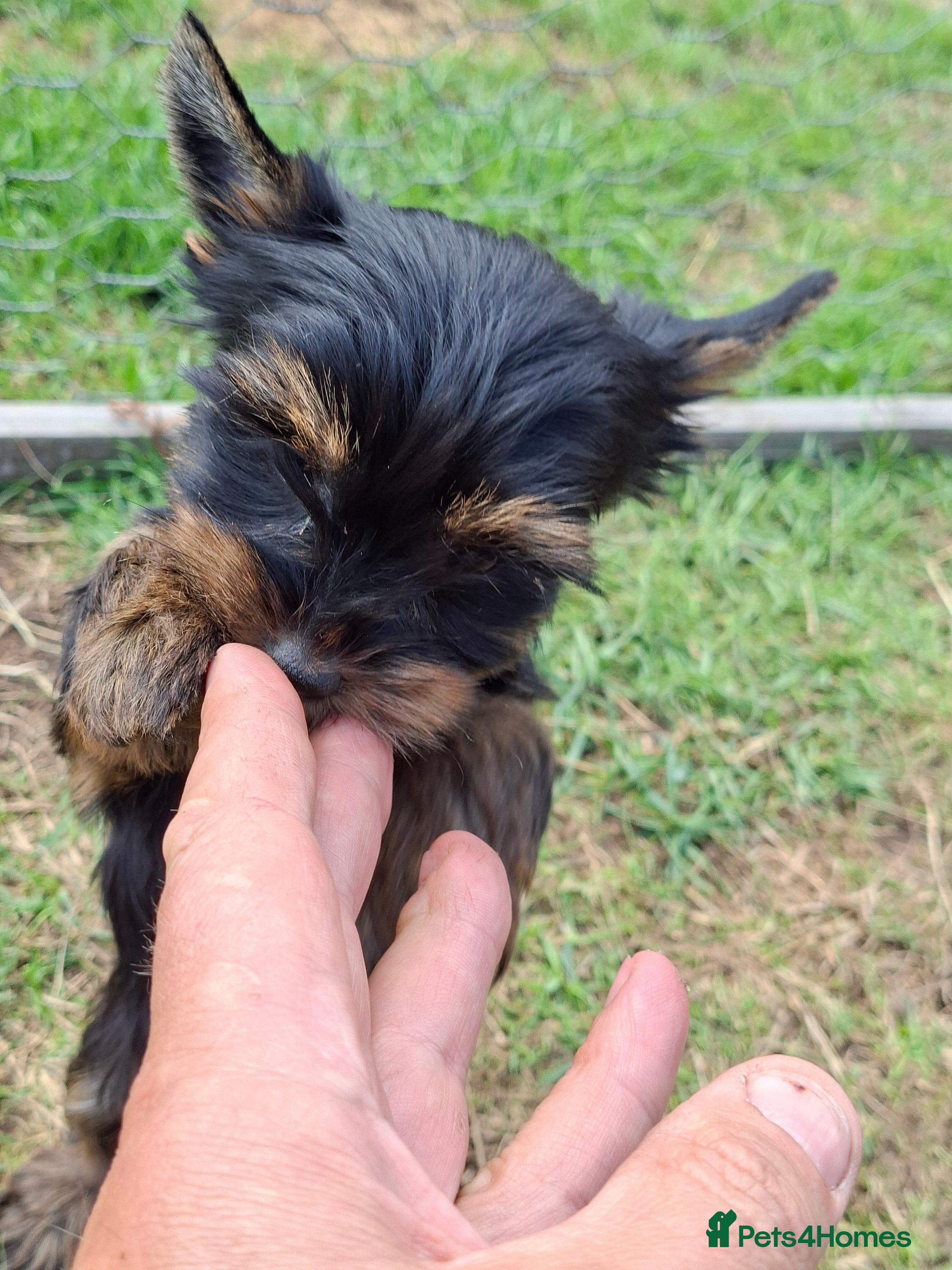 Yorkshire Terrier dogs Gorgeous Yorkshire & Biver Terrier Puppies - Advert 2
