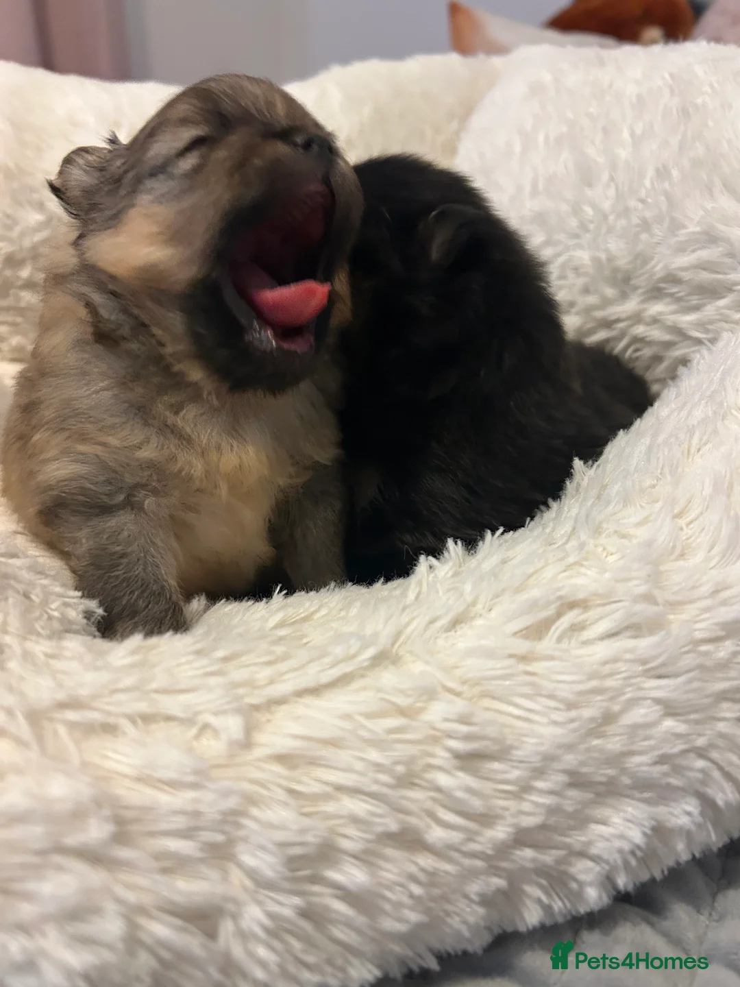 Pomeranian dogs for sale: Two little stunners - Advert 5