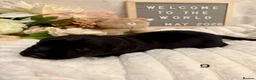 Labrador Retriever dogs for sale: Gorgeous Black Labrador Puppies  in Banstead - Advert 22