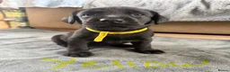 Labrador Retriever dogs for sale: 9 gorgeous KC registered black Labrador retrievers in Malmesbury - Advert 16
