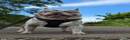 French Bulldog dogs for stud: MIGHTY MILO 🔥STUD🔥 - Advert 1