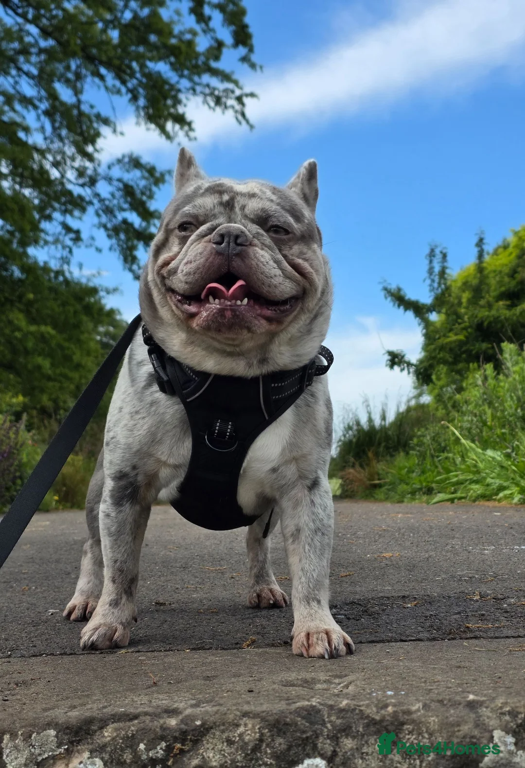 French Bulldog dogs for stud: MIGHTY MILO 🔥STUD🔥 - Advert 1