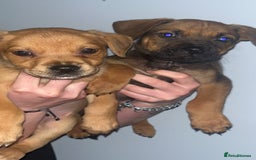 Mixed Breed dogs for sale: Two pretty pups for sale who deserve the best - Image 4