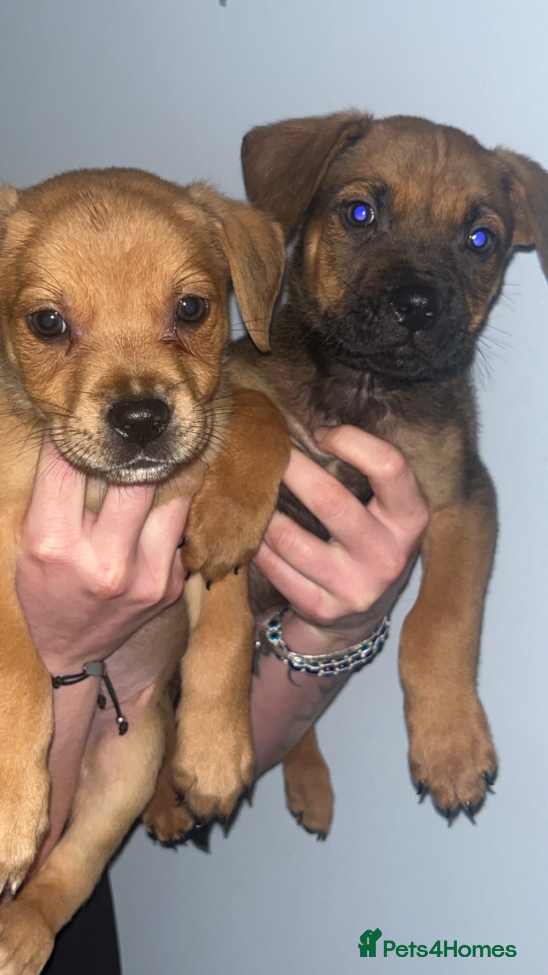 Mixed Breed dogs for sale: Two pretty pups for sale who deserve the best - Image 4