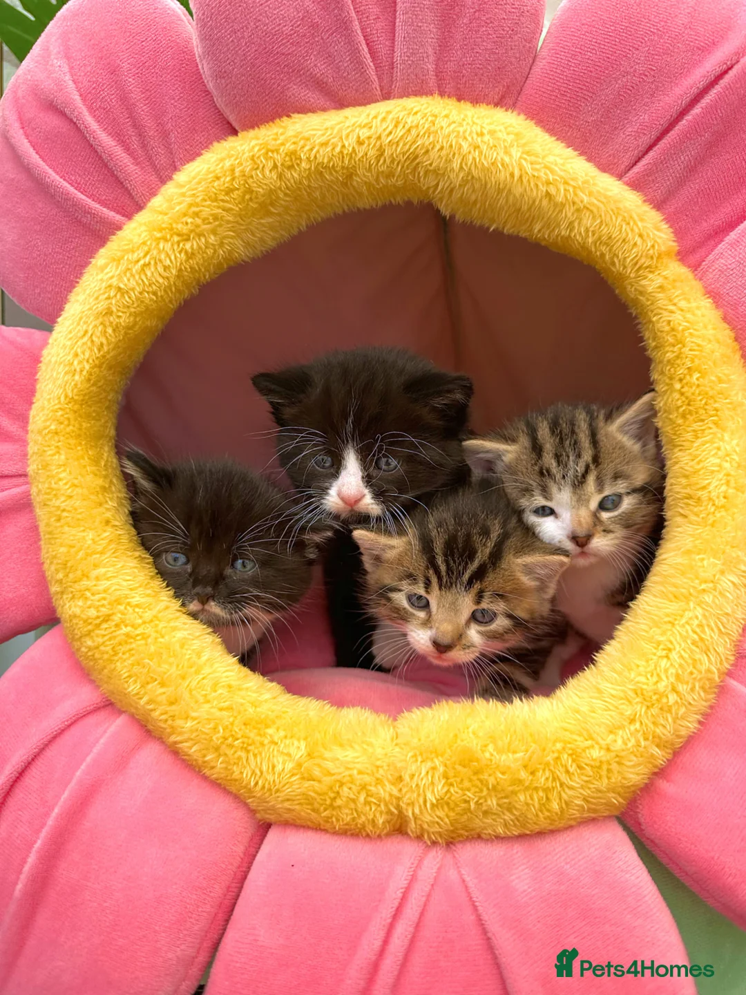 Mixed Breed cats for sale: Kittens for sale - ready 10th May  - Advert 1