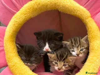 Mixed Breed cats Kittens for sale - ready 10th May - Advert 1