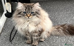 Siberian cats for sale: 🩵🩵Stunning Siberian Neva Masquerade Babies🩵🩵 - Image 30