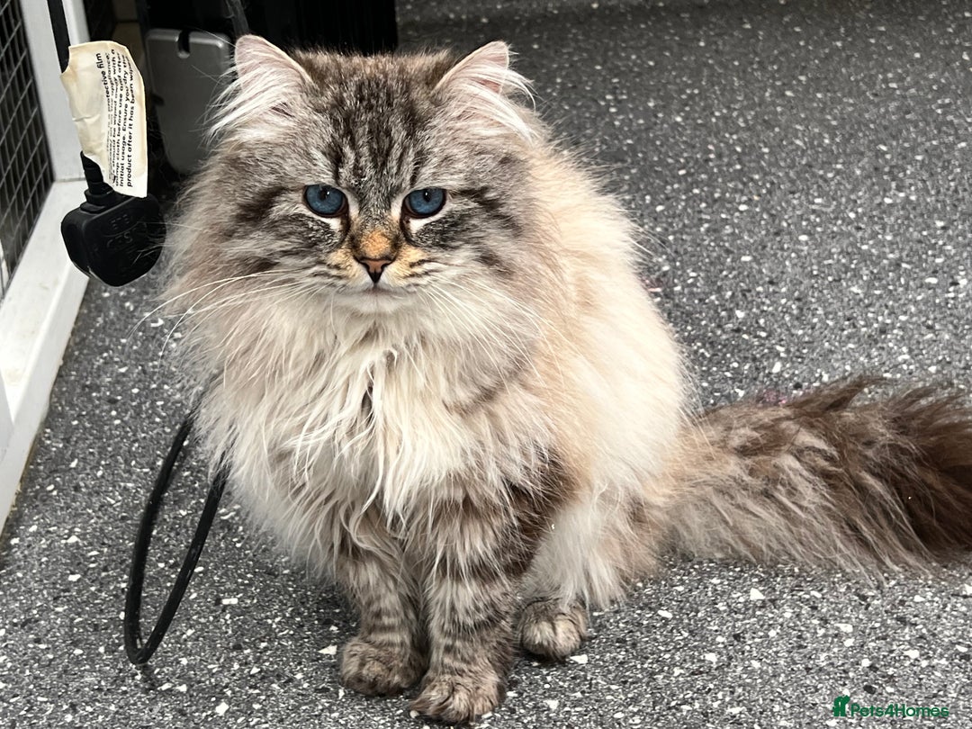Siberian cats for sale: 🩵🩵Stunning Siberian Neva Masquerade Babies🩵🩵 - Image 30