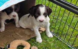 English Springer Spaniel dogs for sale: Working springer spaniel puppies  - Image 3