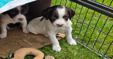 English Springer Spaniel dogs - Advert 3