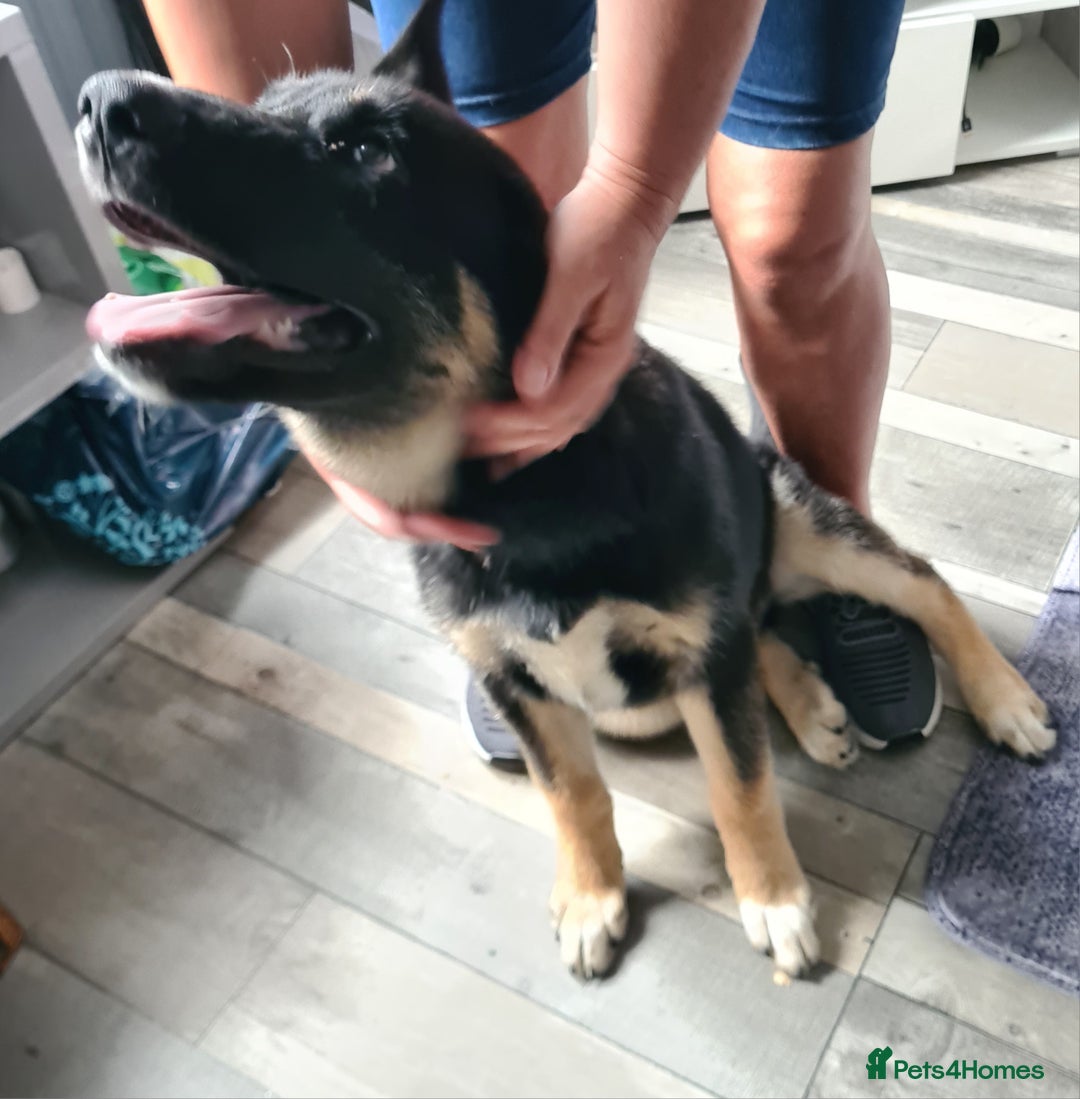 Mixed Breed dogs for sale: Shepsky/huskita puppy boy 4 months old - Image 4