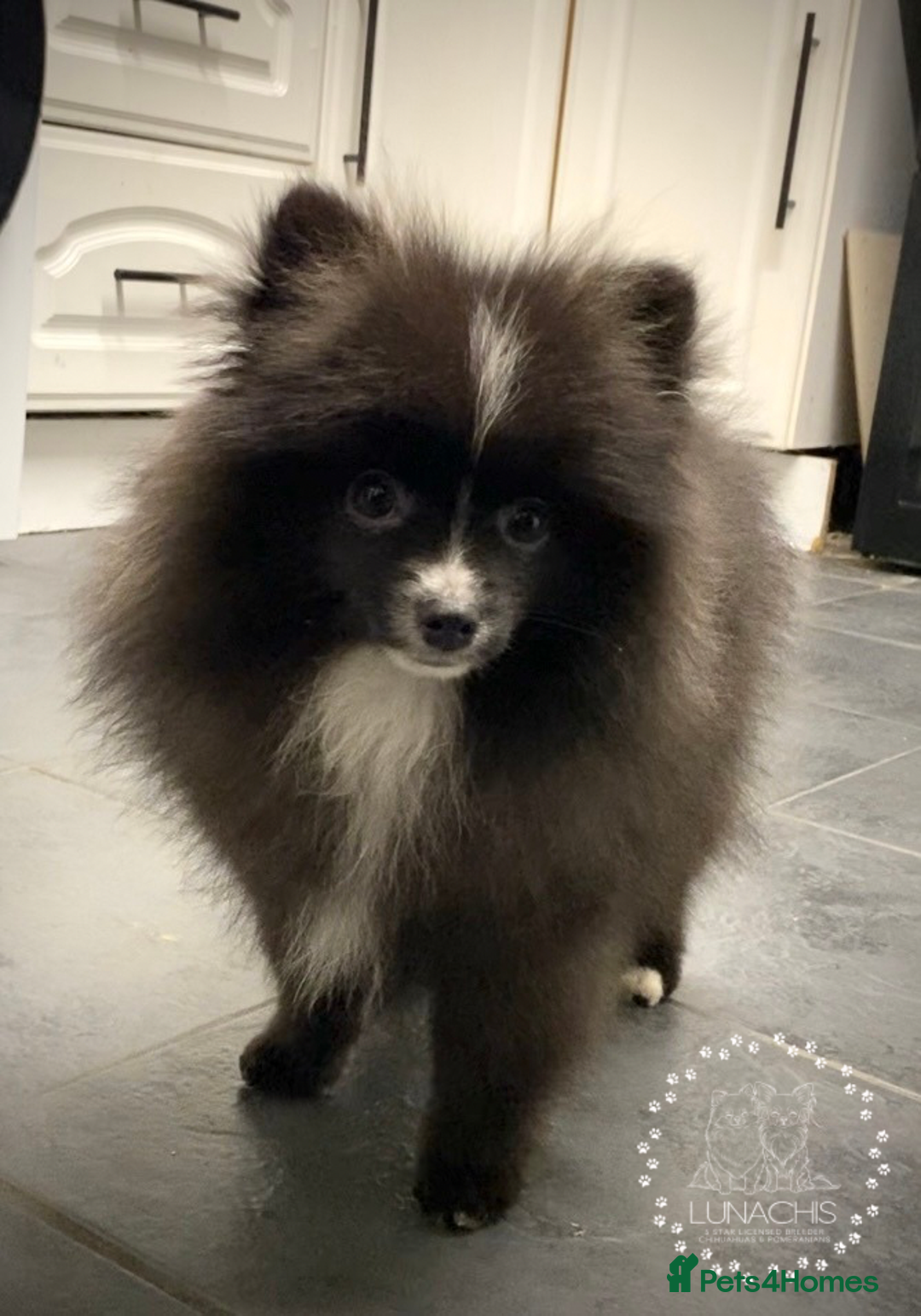 Pomeranian dogs for sale: Stunning Pomeranian puppies - Advert 12
