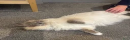 Ragdoll cats for sale: Stunning ragdoll kittens  - Advert 16