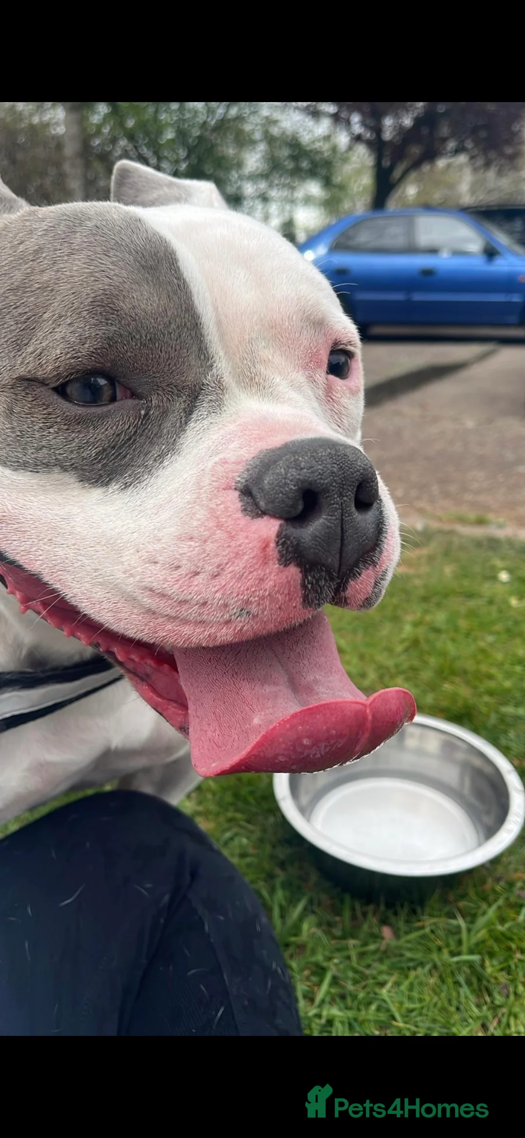 American Bully dogs for sale: BEAUTIFUL LUNA POCKET BULLY  - Advert 2