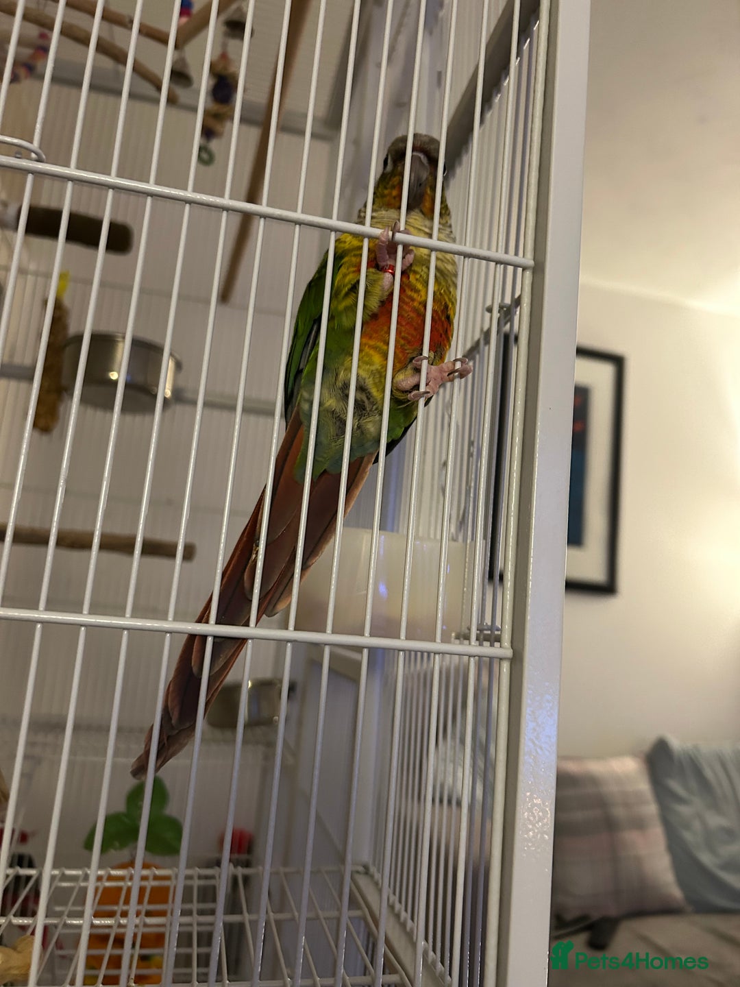 Conures birds for sale: Conure - Advert 1