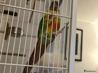 Conures birds Conure - Advert 1