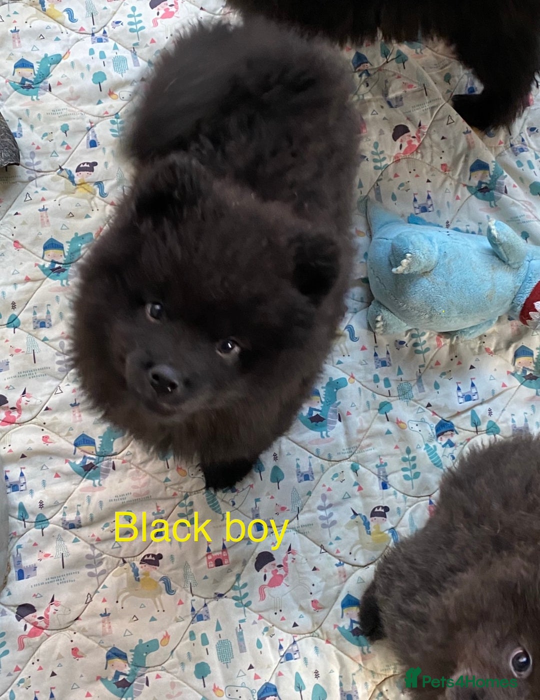 Mixed Breed dogs for sale: For sale 4 unique chowpom Puppies  - Advert 4