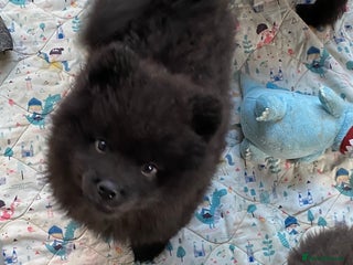 Mixed Breed dogs For sale 2 unique chowpom Puppies - Advert 6