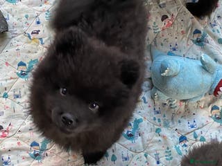 Mixed Breed dogs For sale 2 unique chowpom Puppies - Advert 3