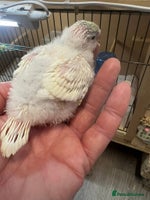 Budgerigars birds Hand Tame Budgie Chicks Ready mid December - Advert 4