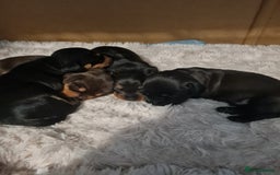 Dachshund dogs for sale: Miniature Wire haired Dachshund Puppies  - Image 5
