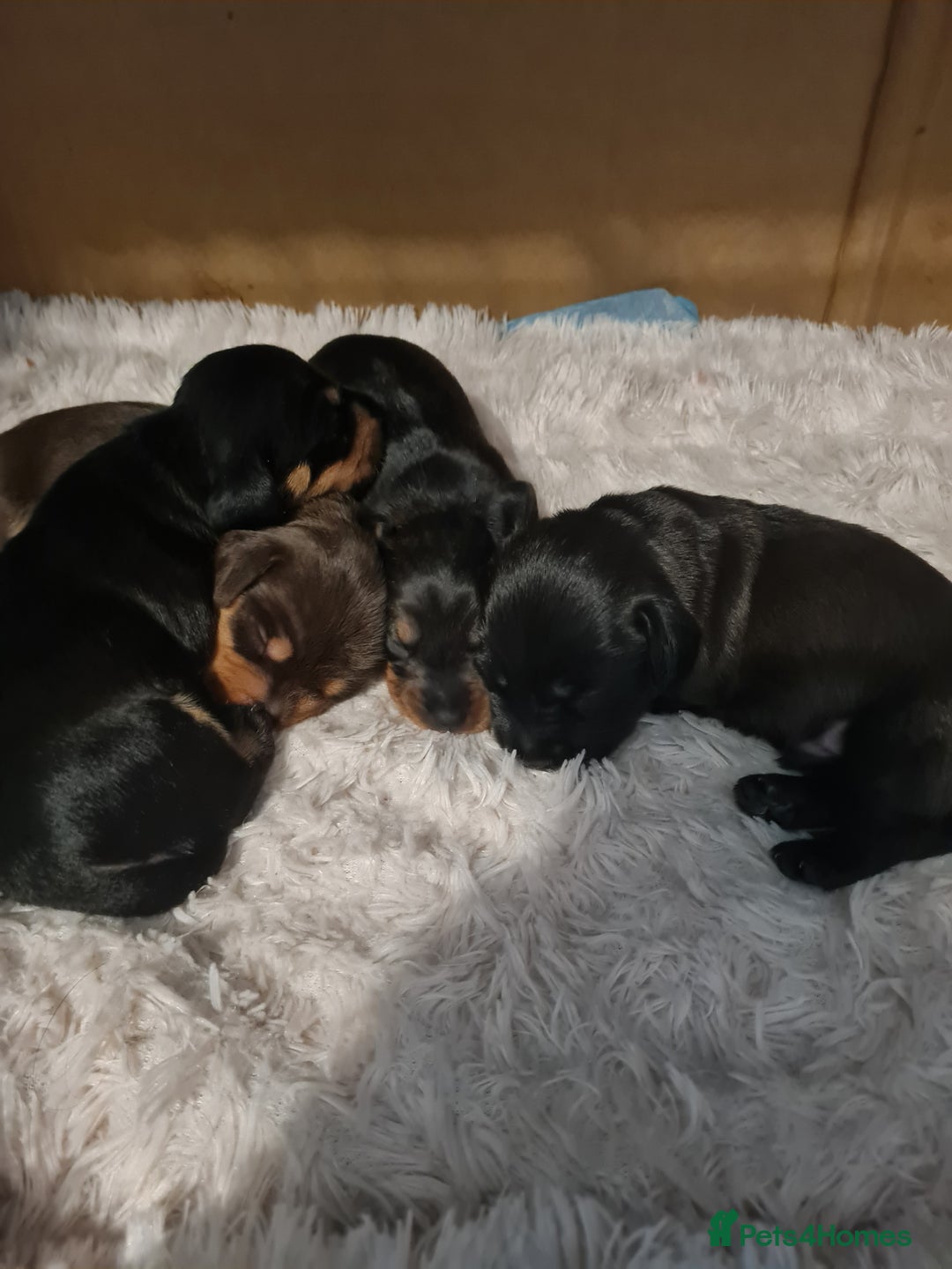 Dachshund dogs for sale: Miniature Wire haired Dachshund Puppies  - Image 5