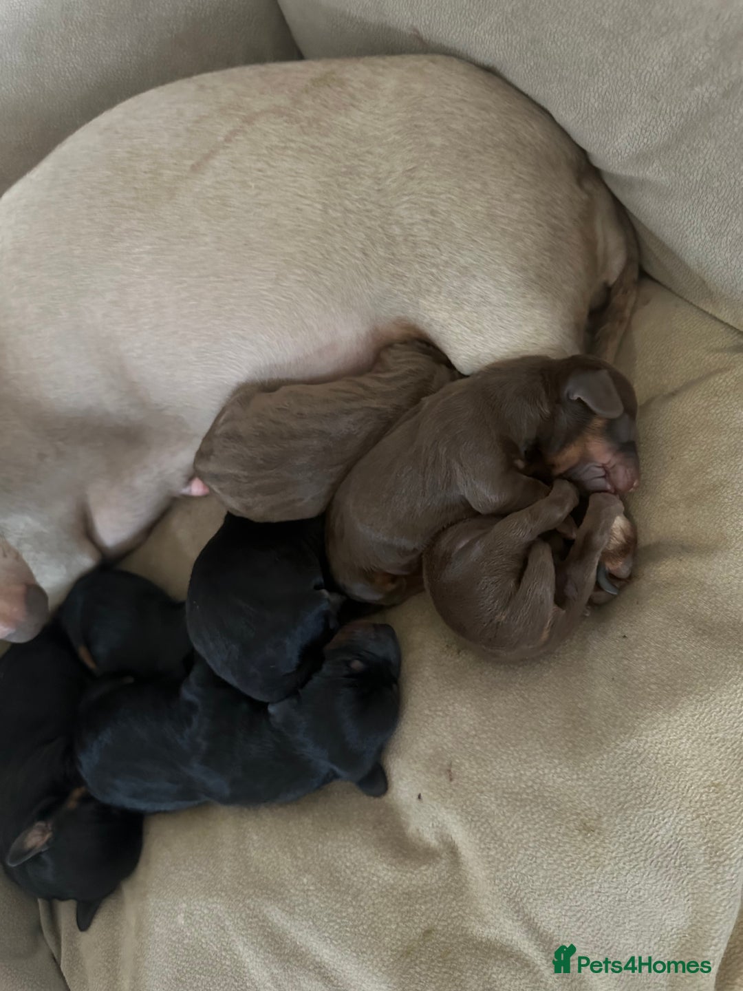 Dachshund dogs for sale: Dachshund puppies  - Advert 8