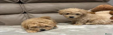 Maltipoo Puppy 2