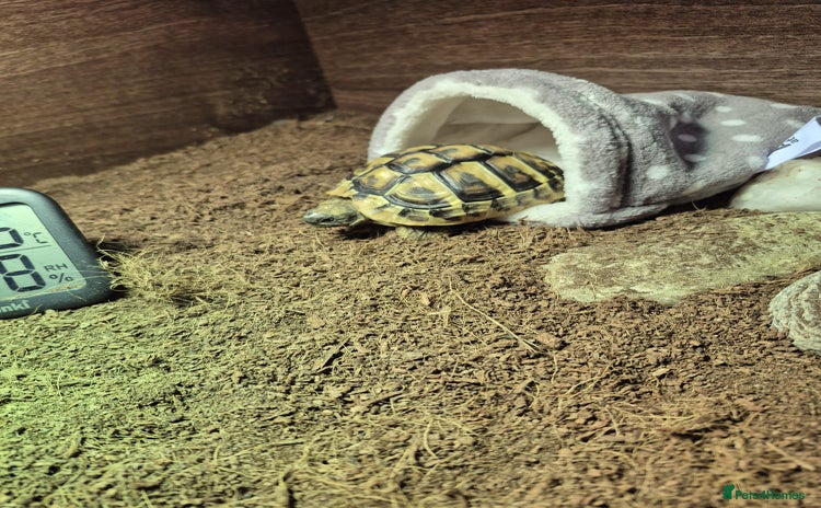 Hermann Tortoise reptiles - Advert 4