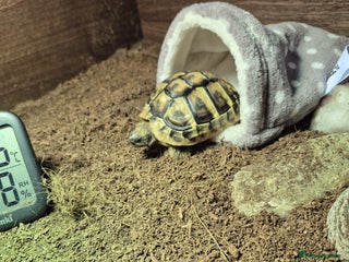 Hermann Tortoise reptiles - Advert 1