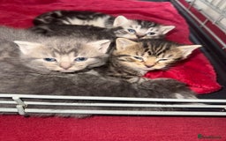Bengal cats for sale: Bengal Tabby kittens - Image 9