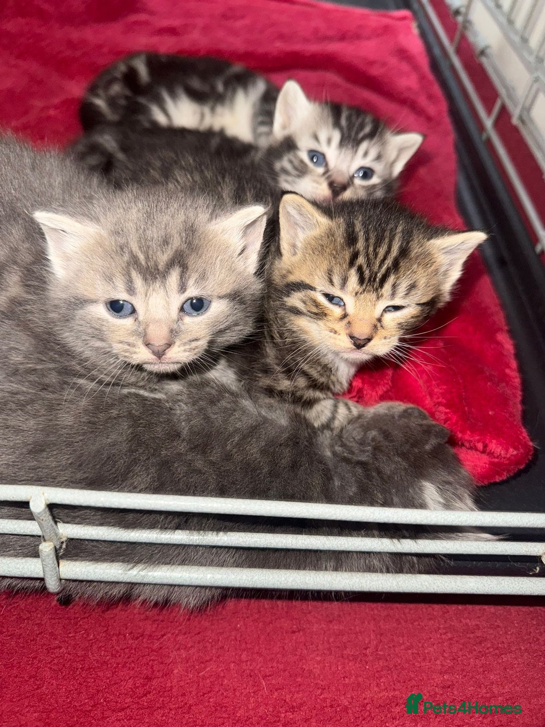 Bengal cats for sale: Bengal Tabby kittens - Image 9