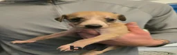 Lurcher dogs for sale: Lurcher pups  in Newbiggin-by-the-Sea - Advert 5