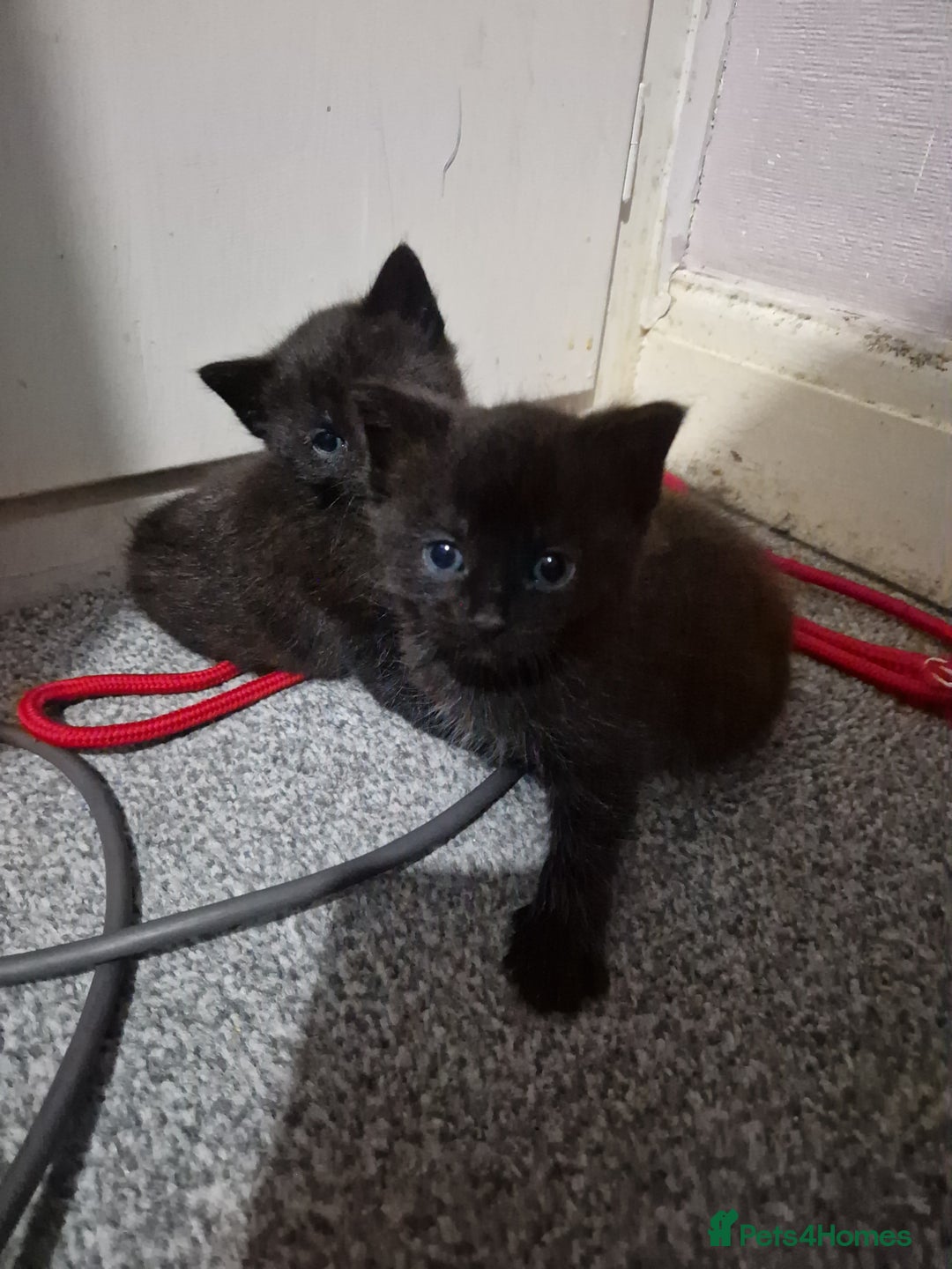 Mixed Breed cats for sale: Beautiful healthy kittens looking  - Advert 6