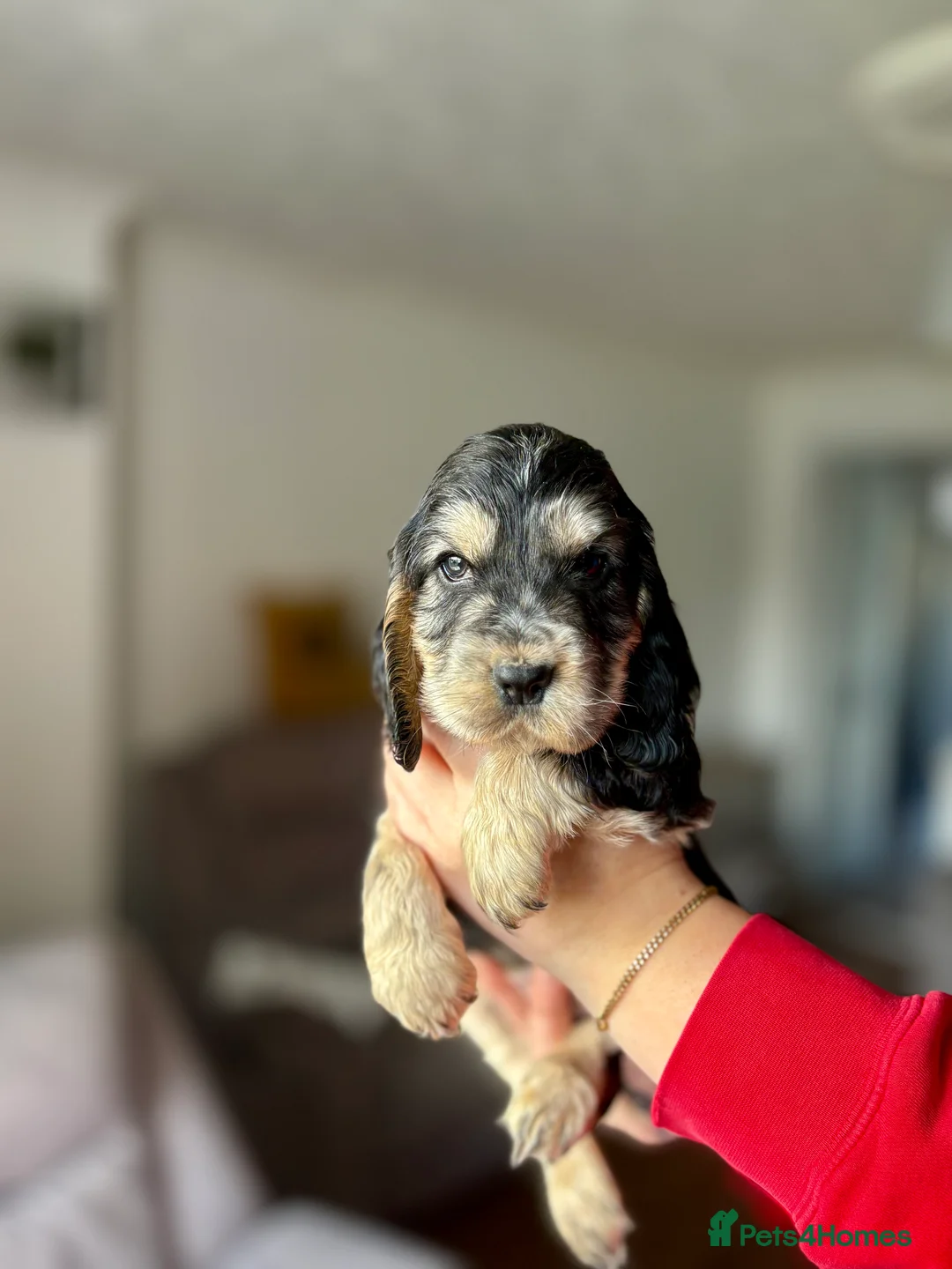 Cocker Spaniel dogs for sale: Last cocker spaniel puppy boy for sale  in Lincoln - Advert 17