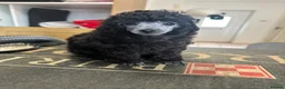 Toy Poodle dogs for sale: TOY POODLE PUPPIES, KC REG, PRA CLEAR, SILVER,BLUE in Prenton - Advert 6