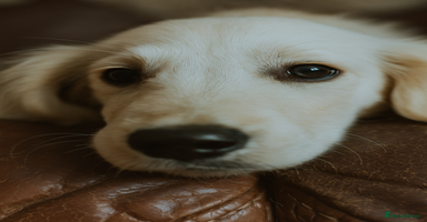 Golden Retriever dogs in Lydbury North - Advert 9
