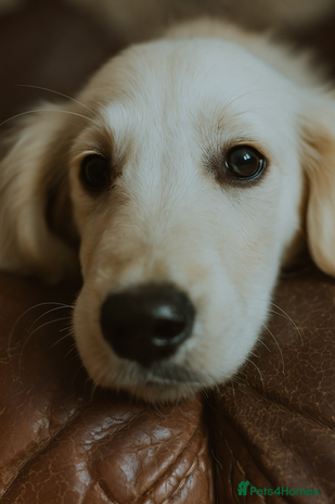 Golden Retriever dogs in Lydbury North - Advert 4